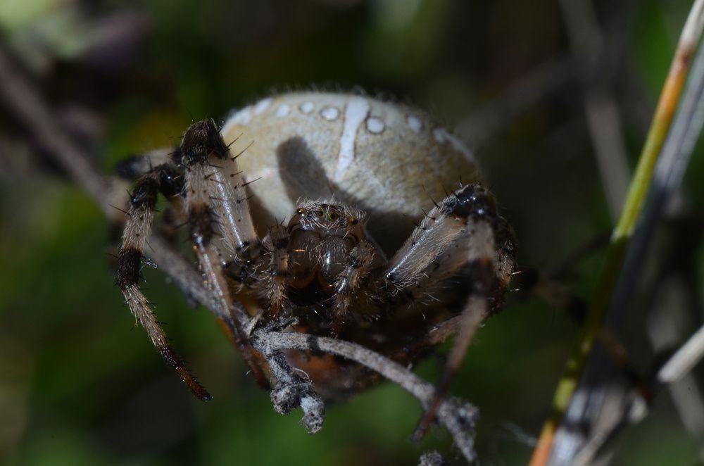 Паук - крестовик.