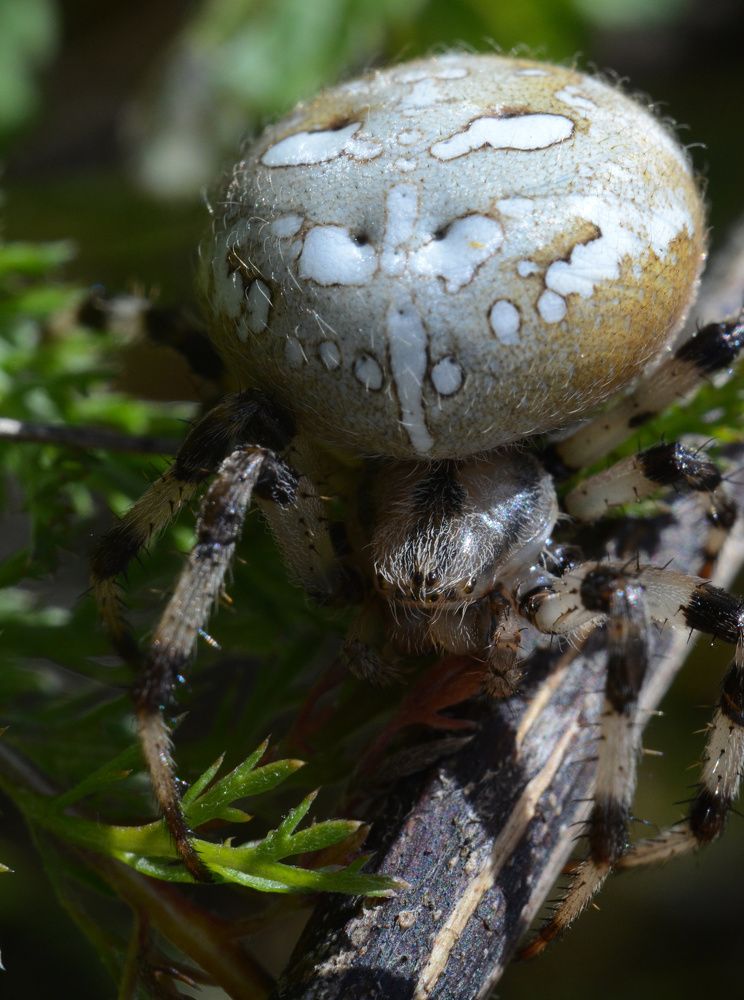 Паук - крестовик.
