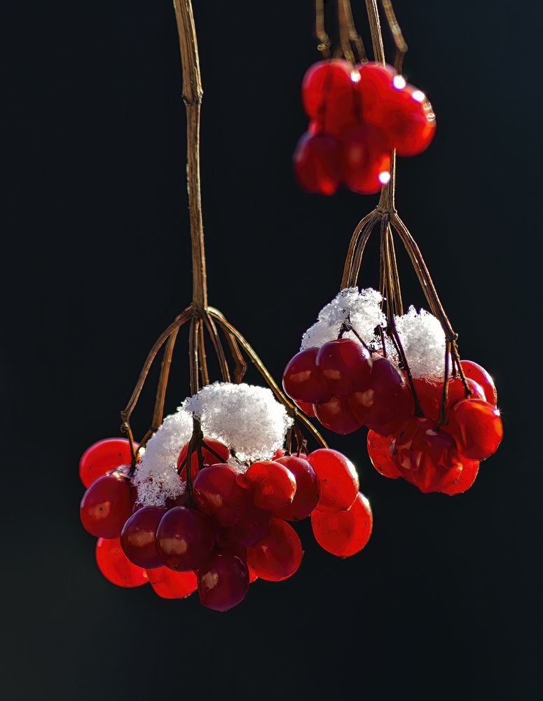 Калина в сахаре