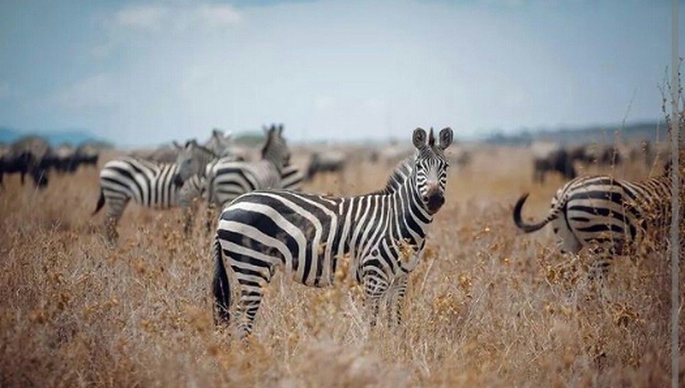 Photograph by Kassim Kissiwa