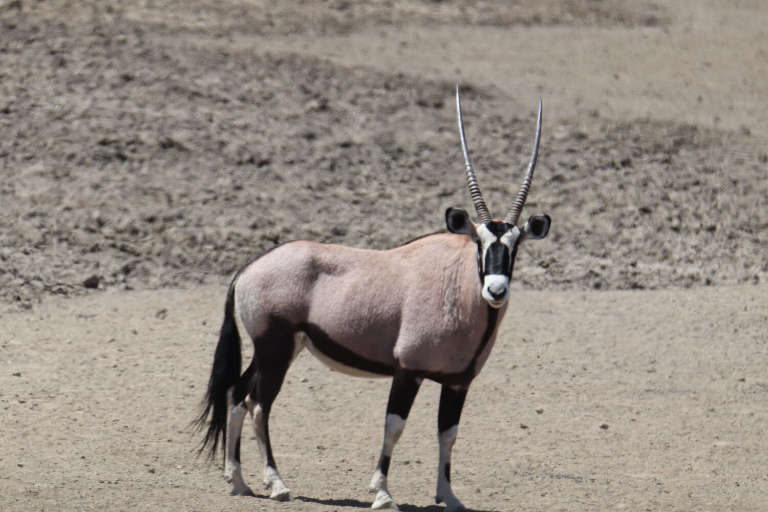 Thirsty Oryx
