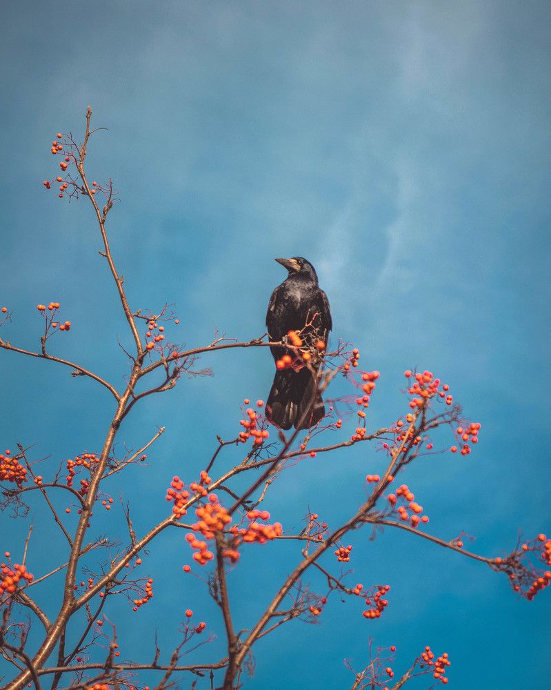 Photograph by Екатерина Мисовец