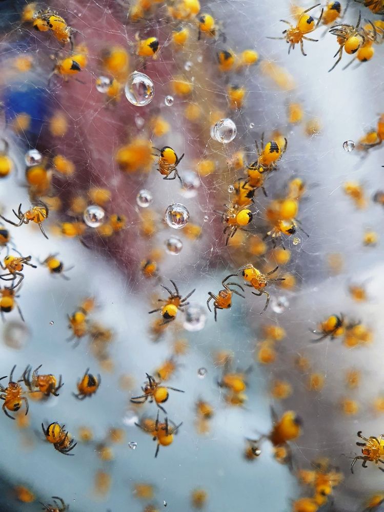 Cluster of diadem spiders