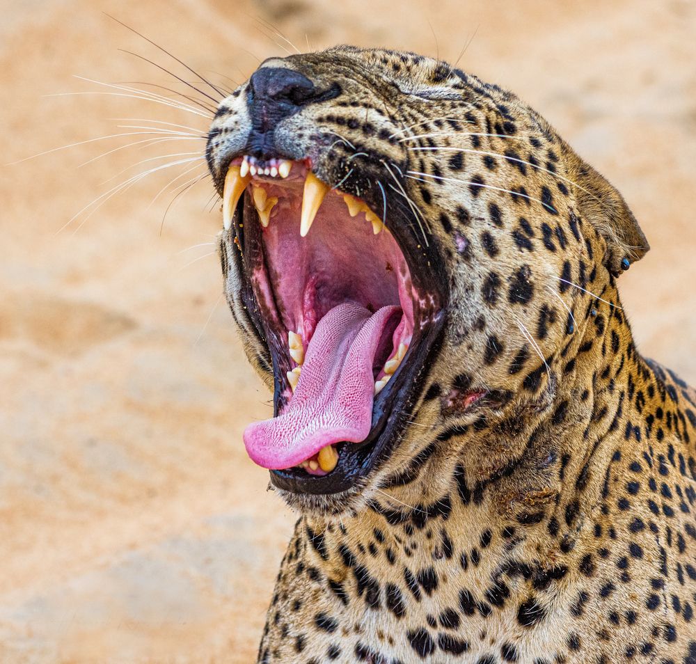 Photograph by Chaminda Rajapakshe Muthugala Arachchilage