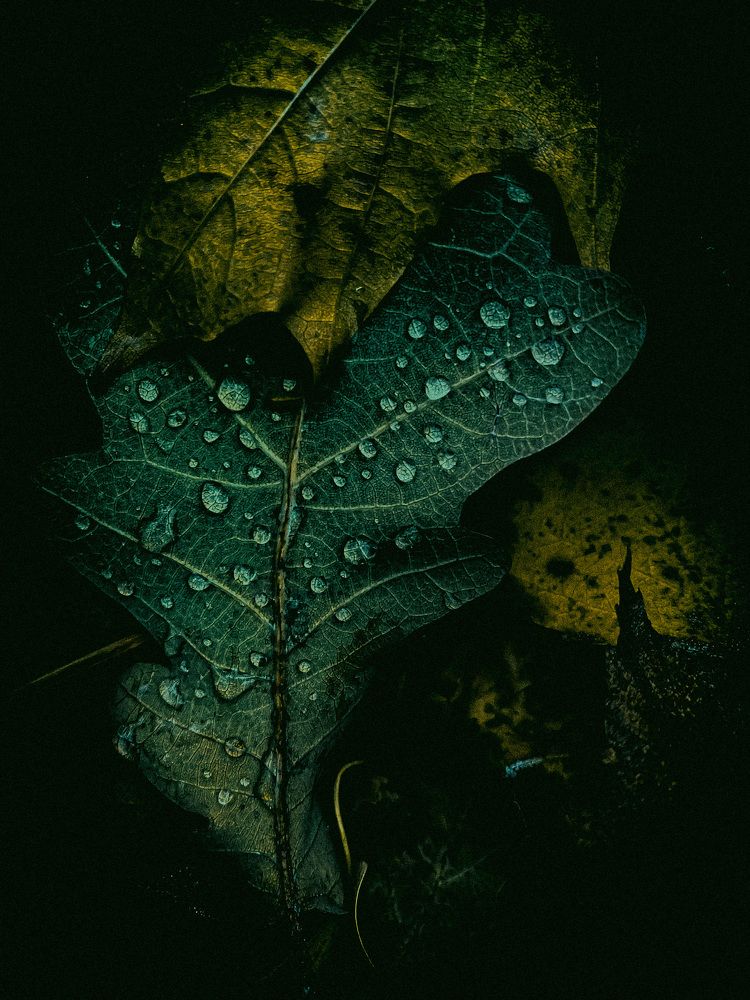 Photograph by Елена Алименко