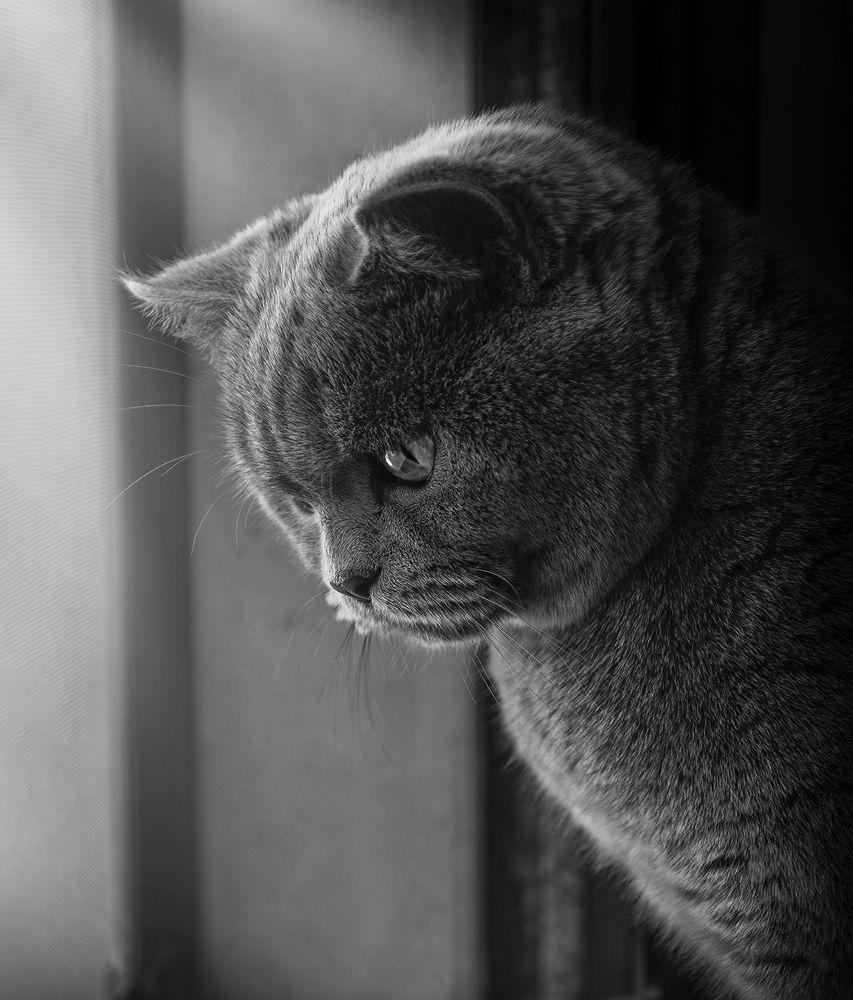 Photograph by Angelo Rendine