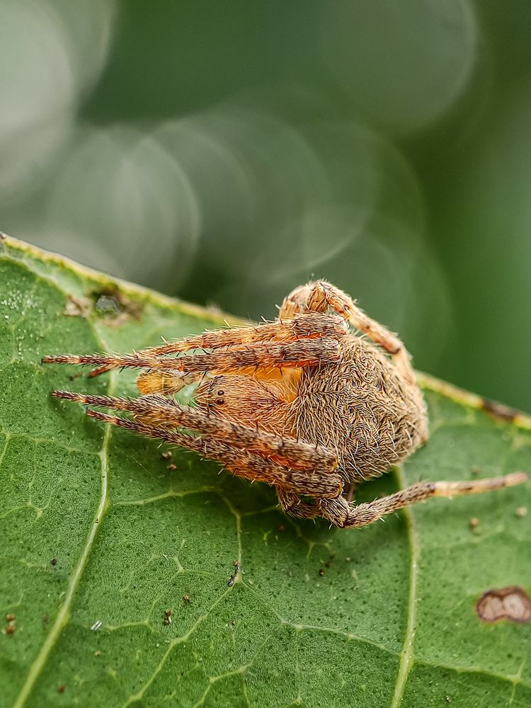 Araneus ventricosus spider resting