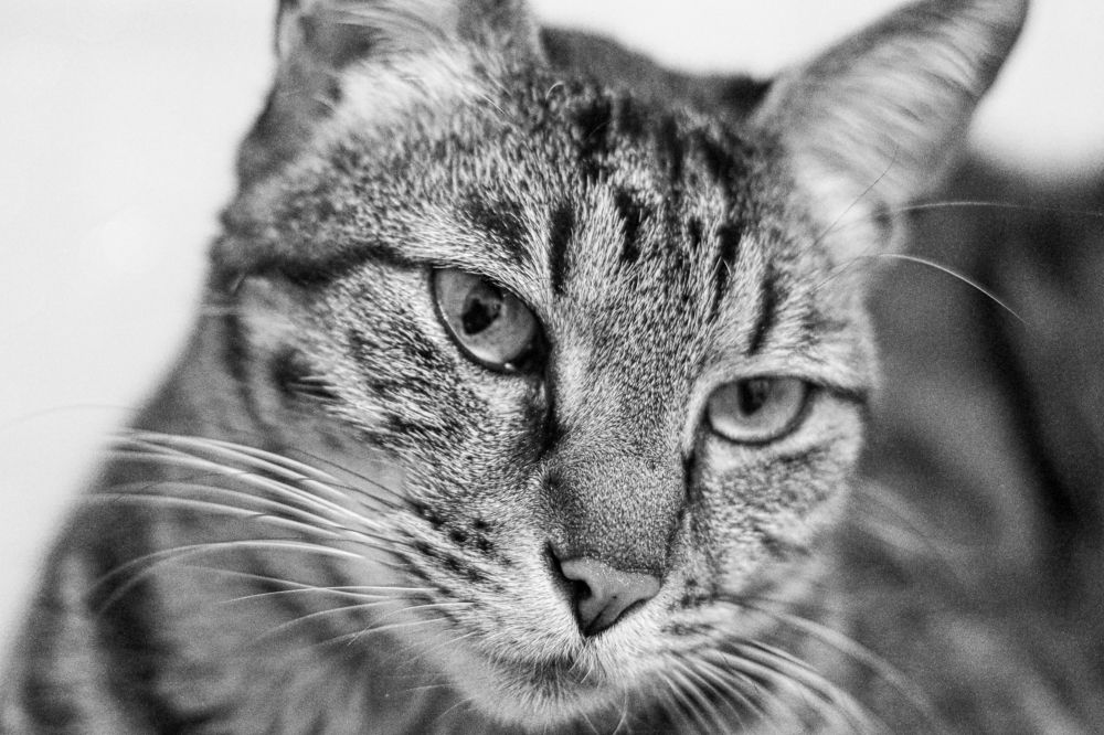 Photograph by KFIR HANUNOV
