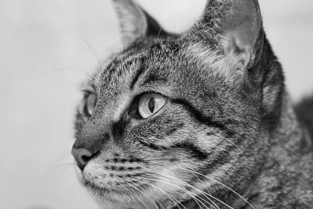 Photograph by KFIR HANUNOV