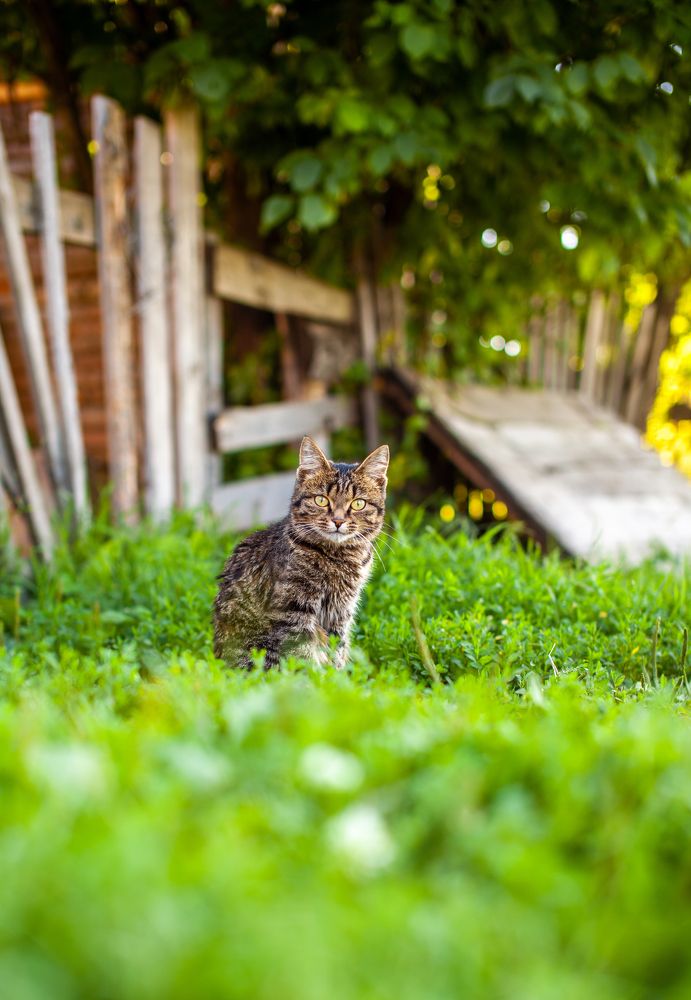 A small striped kitten is sitting on the green grass and looking