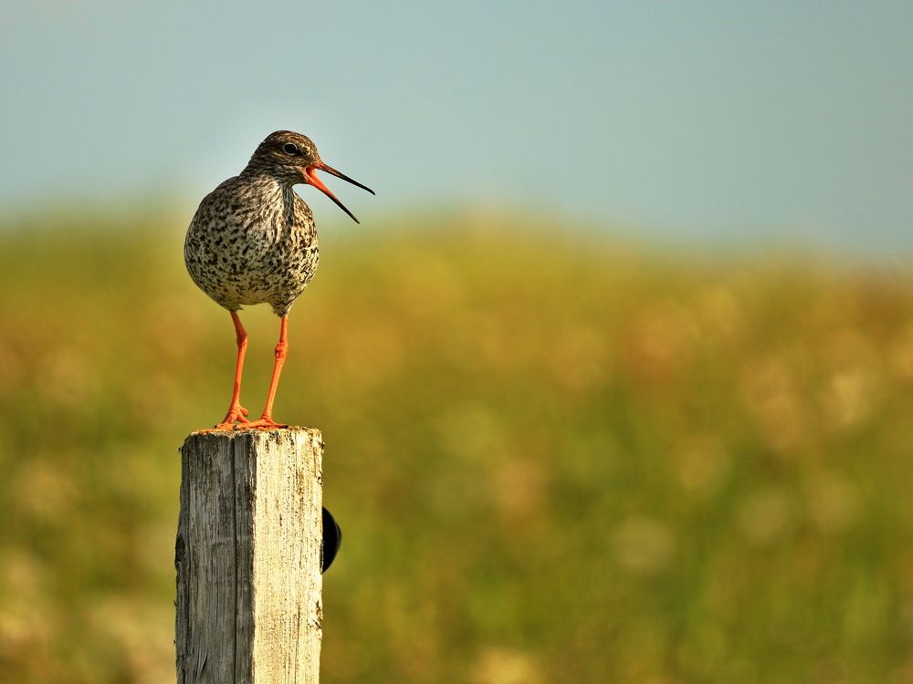 Photograph by Zdenek Janovsky