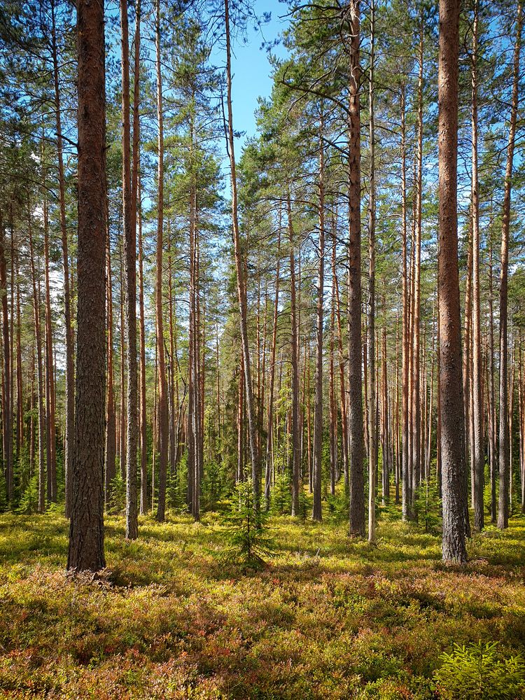 Photograph by Татьяна Лышенко