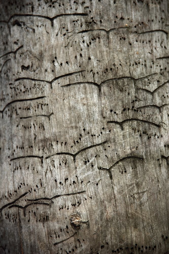 Photograph by Александр Натальин