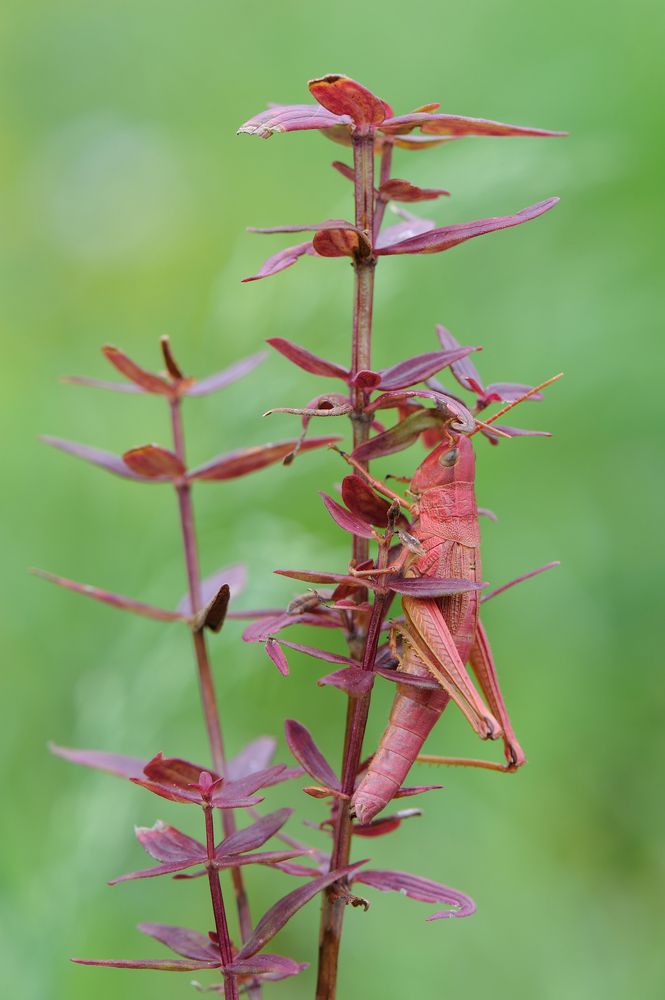 Мастер маскировки.