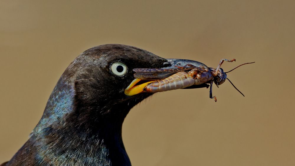 Photograph by Roelof Groesbeek