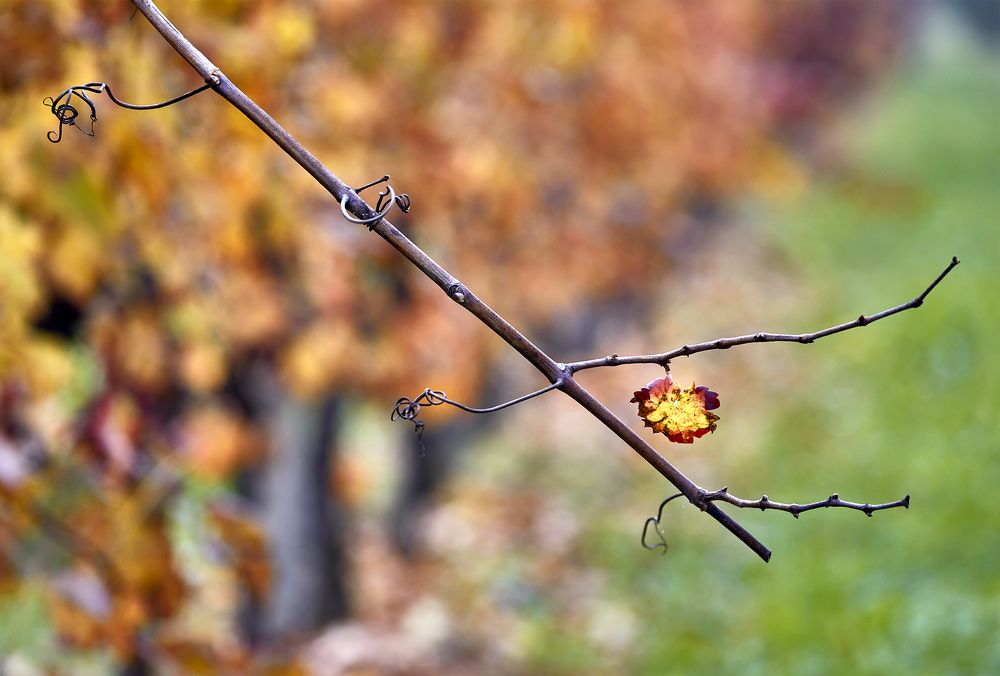 Photograph by SONIA FATTORI