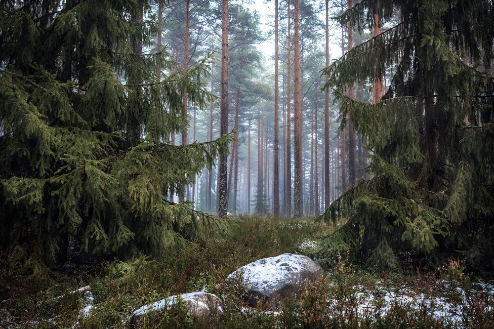 Photograph by Наталия Гриднёва