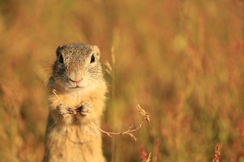 Photograph by Zdenek Janovsky
