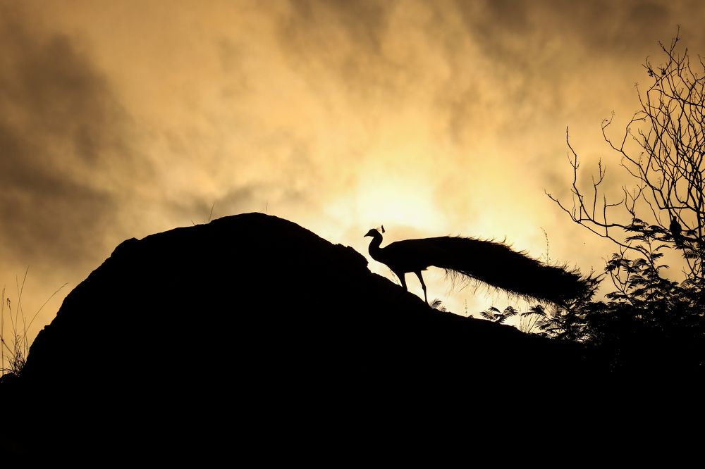 Photograph by Pradeep kumar Chinnaboina