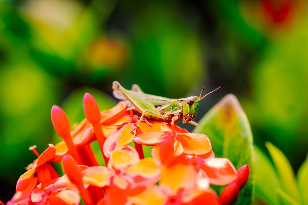 Photograph by Moacyr Zanotti