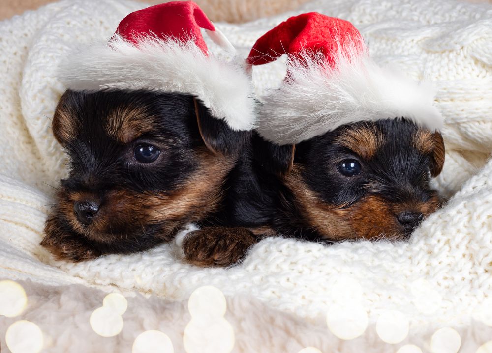 Photograph by Людмила Селянинова