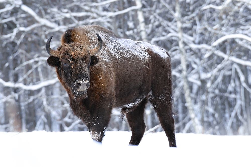 Лесной великан