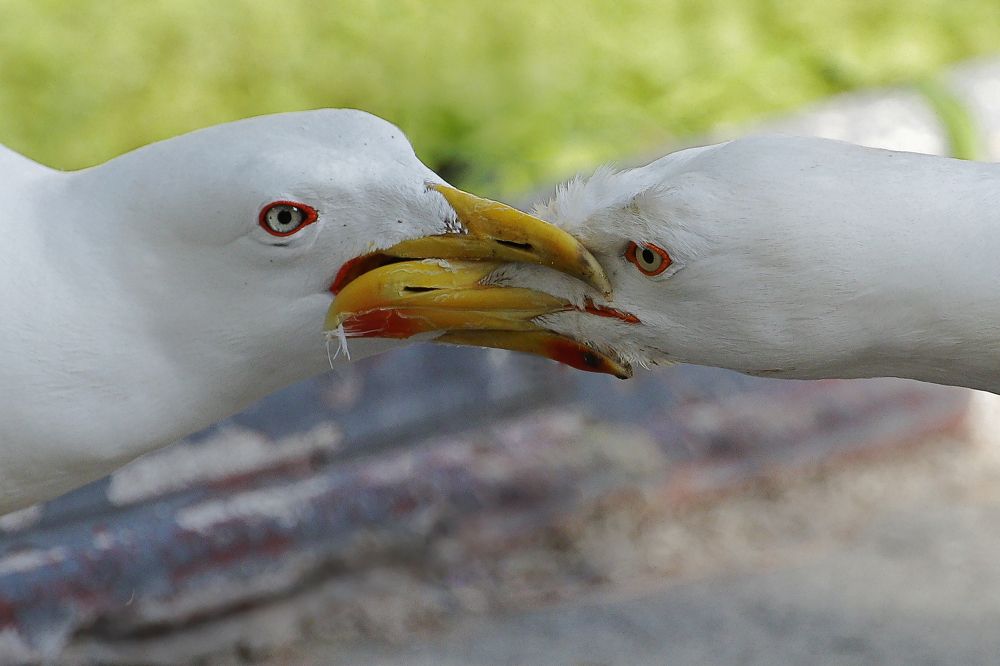 Свобода слова.