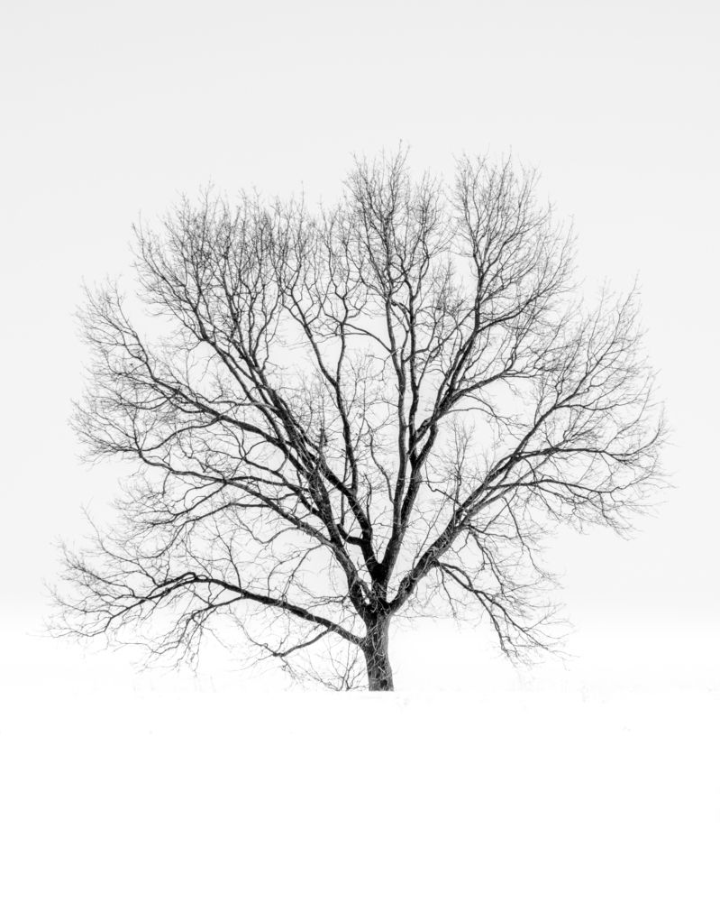 Одинокий дуб