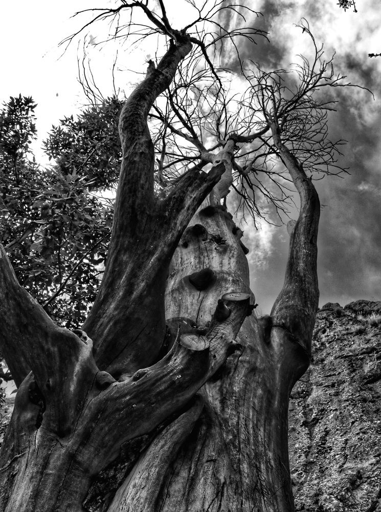 Photograph by Bahare Molmoli