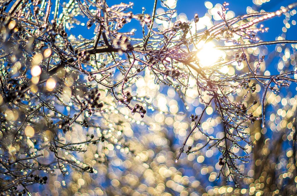 После ледяного дождя