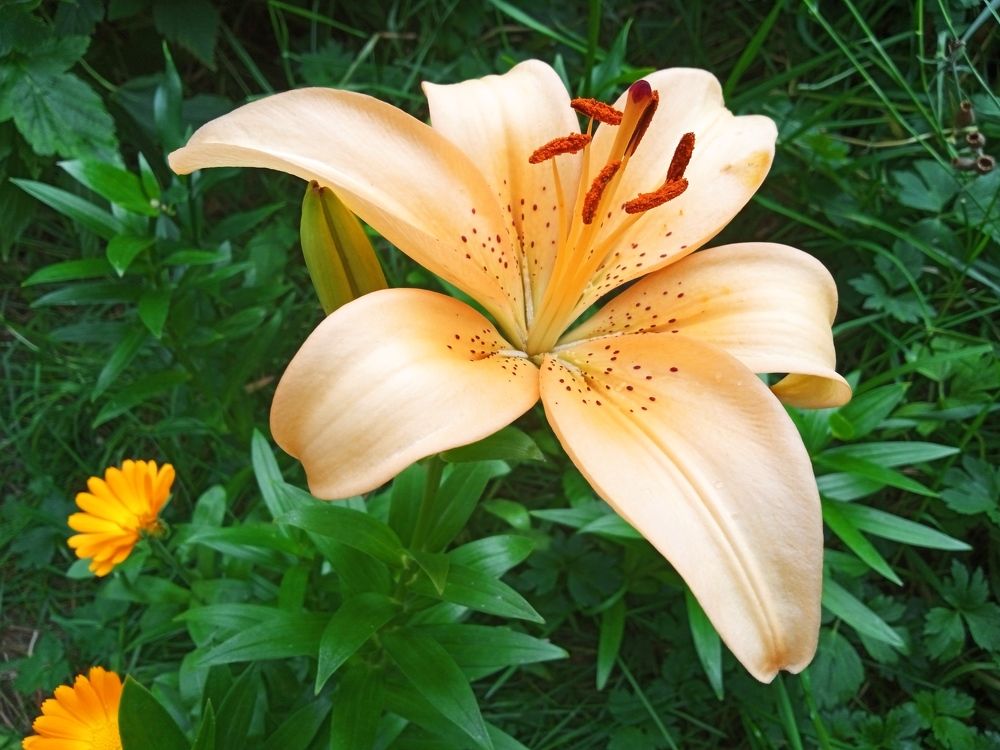 Photograph by Алина Доронина