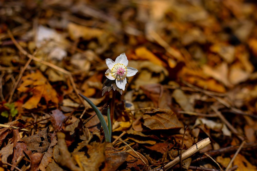 Photograph by Анна Хлоповская