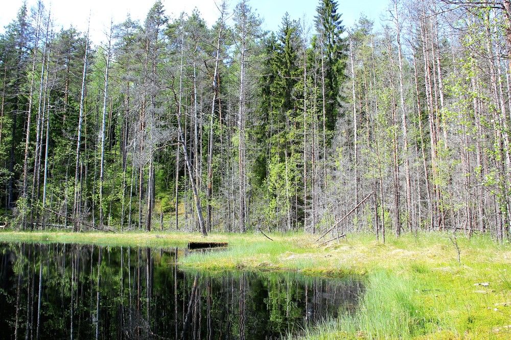 Карельский лес