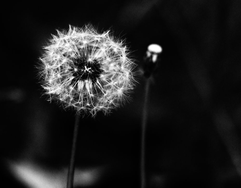 Фотография автора Nuno Pacheco