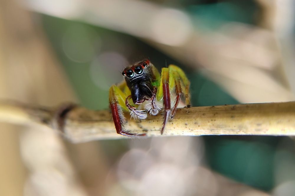 Photograph by Merta Jaya