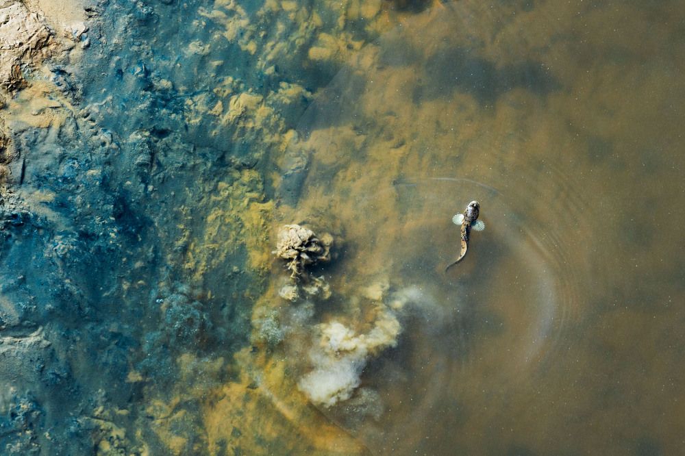 Movement Trails In Intertidal Coastal Habitat