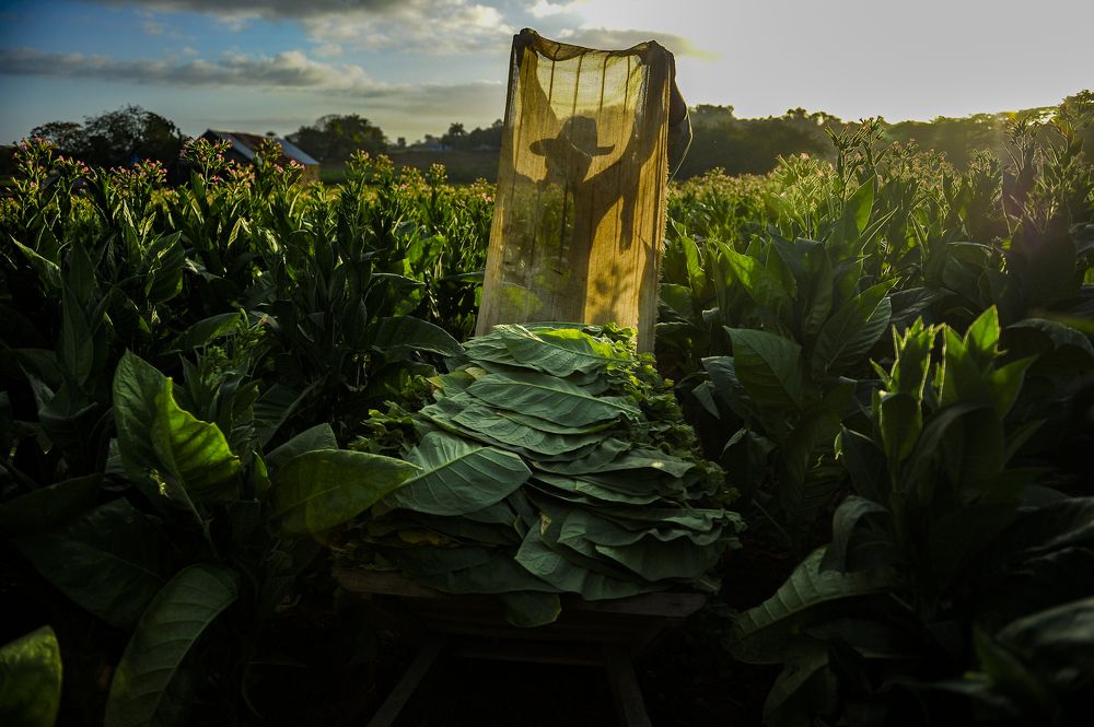 Tierra del mejor Habano!