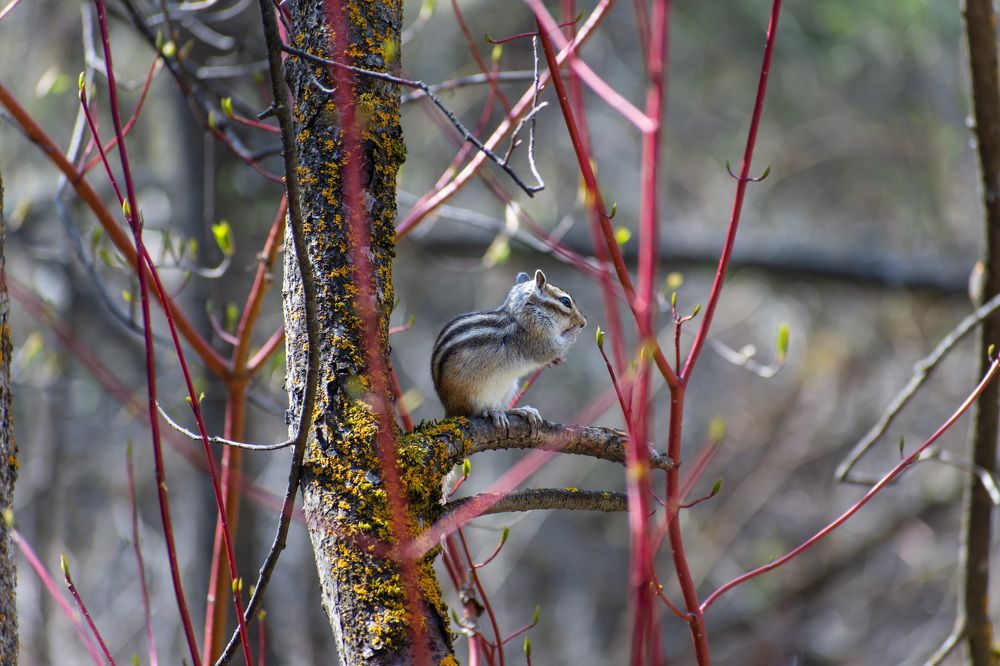 Photograph by Олег Маменко