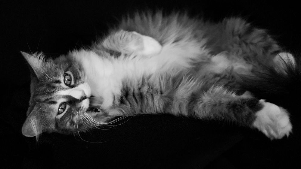 Photograph by Toomas Tõnisalu