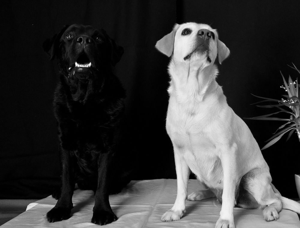 Photograph by Toomas Tõnisalu