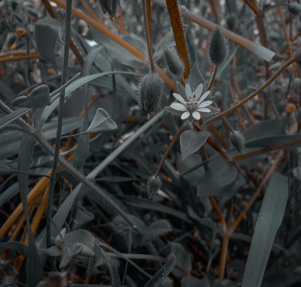 Photo #7238657