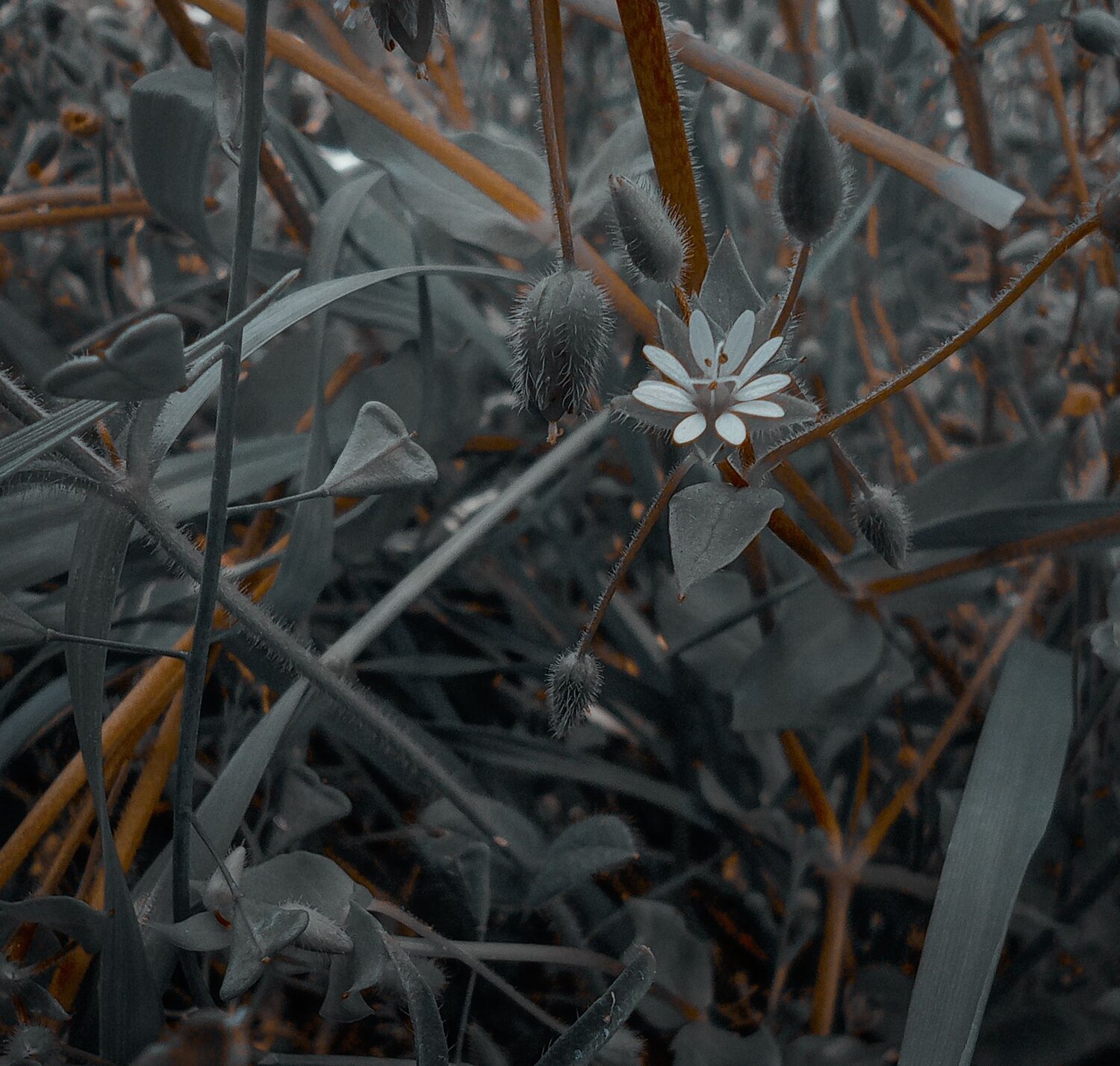 Photo #7238657