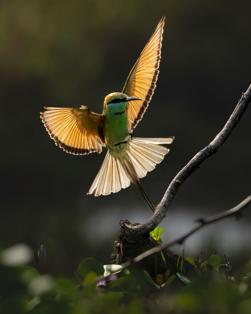 Photograph by Manoj Kumar Dokuluri