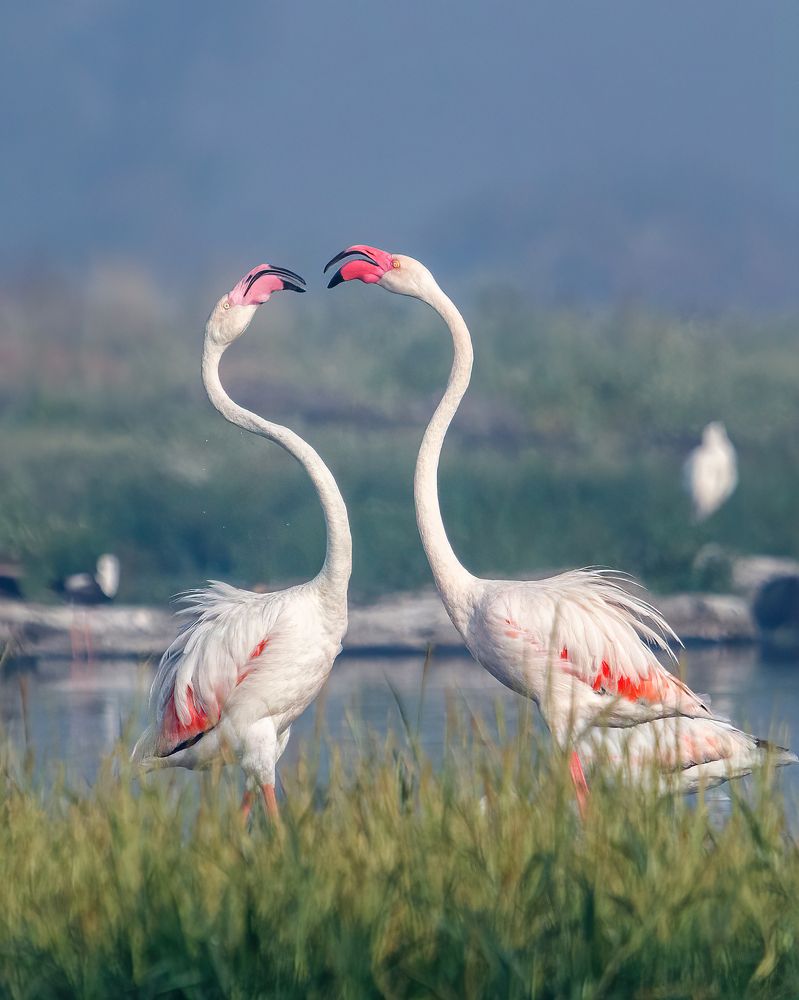 Photograph by Priyank Dhami