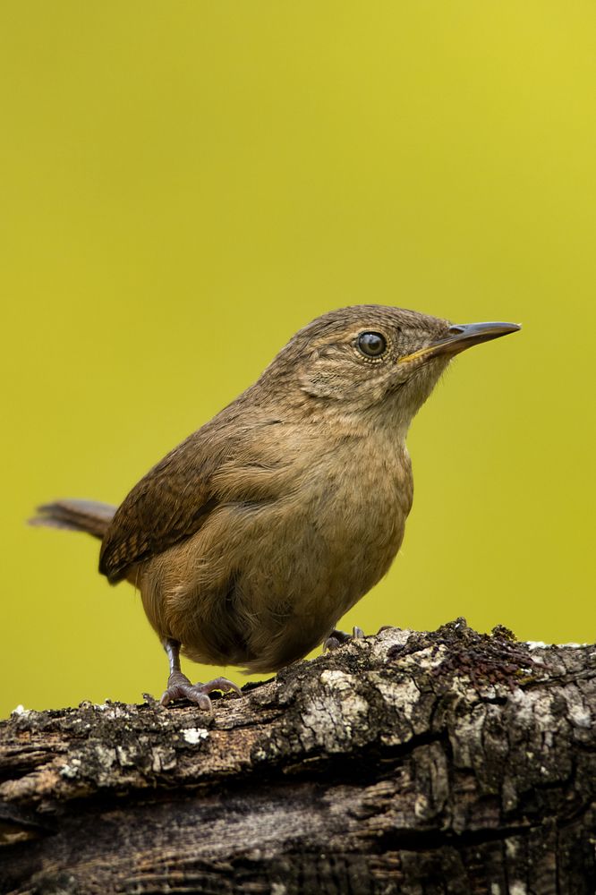 Southern House Wren