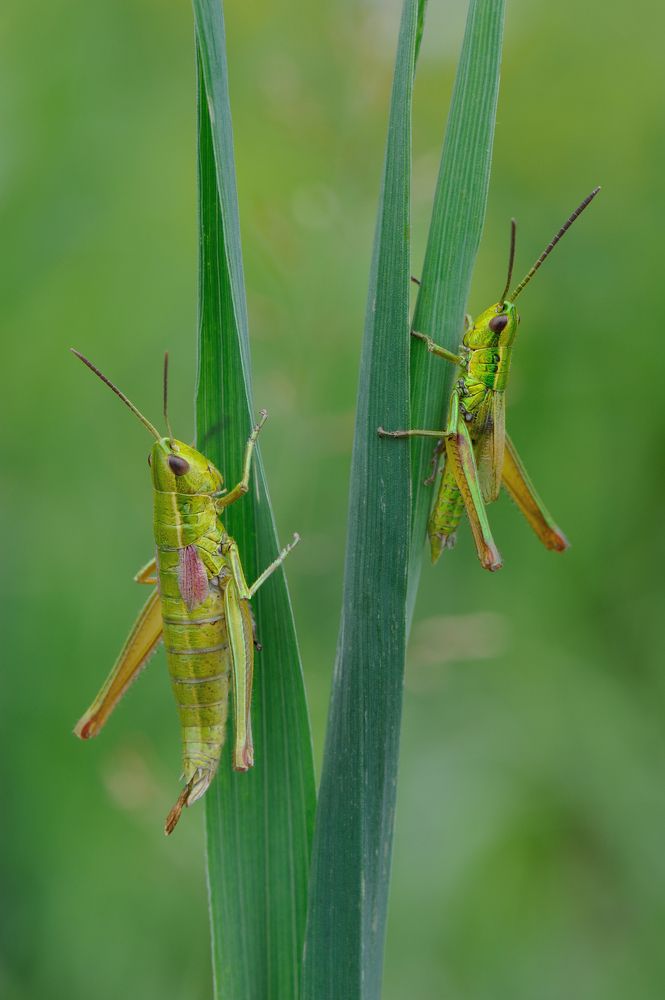 Мальчик с девочкой дружил.