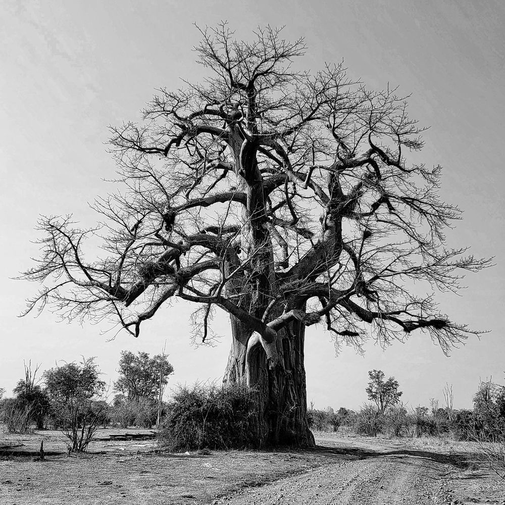 Photograph by Tatyana