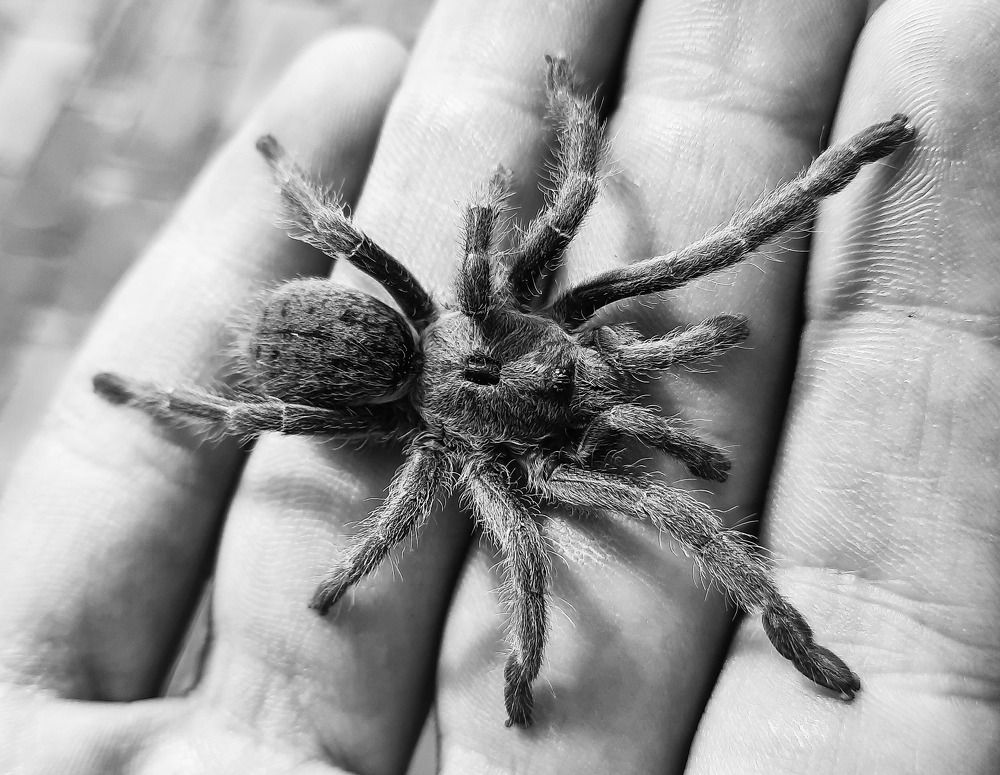 Photograph by Basie Marais