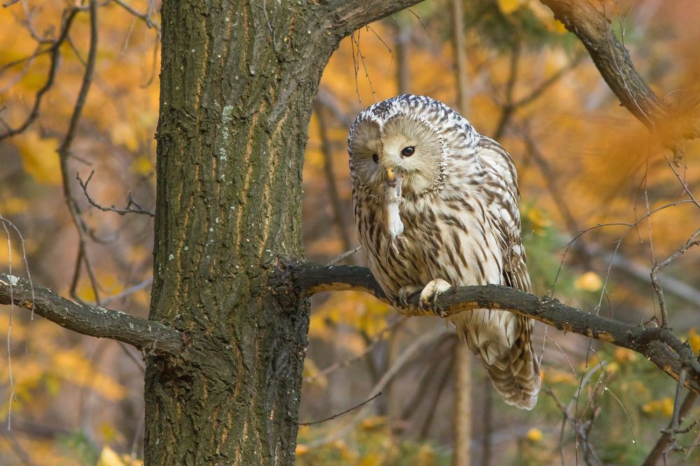 Фотография автора Суслов Дмитрий