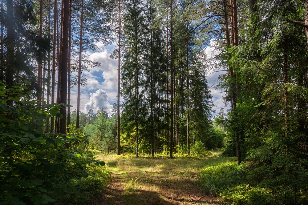 Фотография автора Ольга Бородина